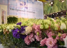 The new breed Alissa by Egmond Lisianthus Youngplants which comes in 9 different colours.